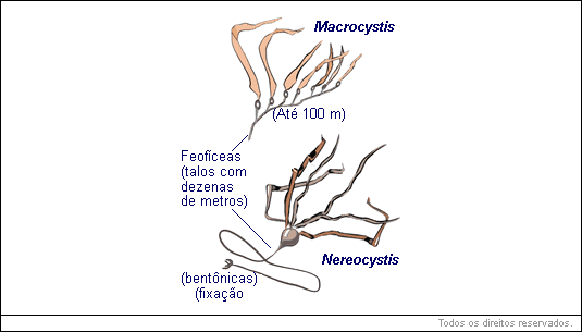 Nereocystis e Macrocystis