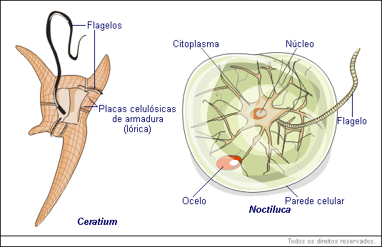 Ceratium, Noctiluca
