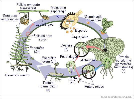 Ciclo das samambaias (pteridófitas isosporadas)