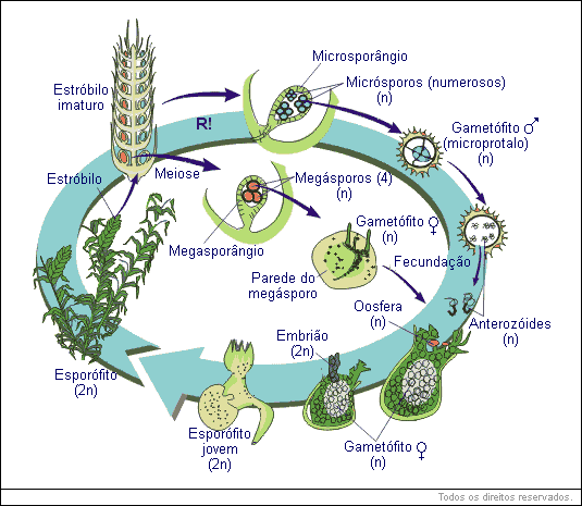 esporófito (2n)