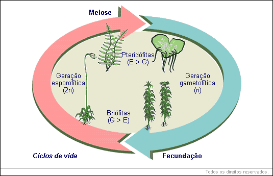 Briófitas e pteridófitas diferem quanto à fase predominante do ciclo
