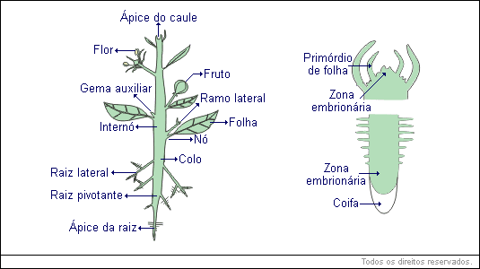 primórdios das gemas nas axilas das folhas