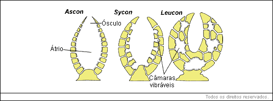Tipos de esponja: Ascon, Sycon, Leucon