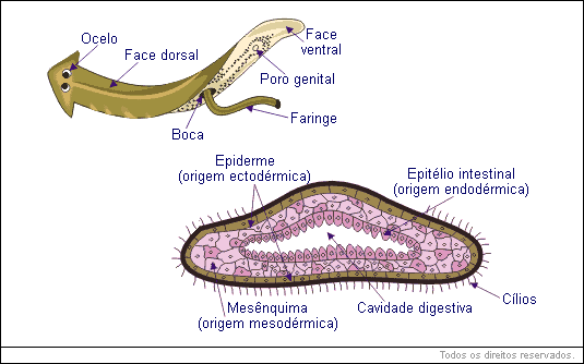 epiderme simples e pode apresentar cutícula (parasitas) ou cílios (vida livre)