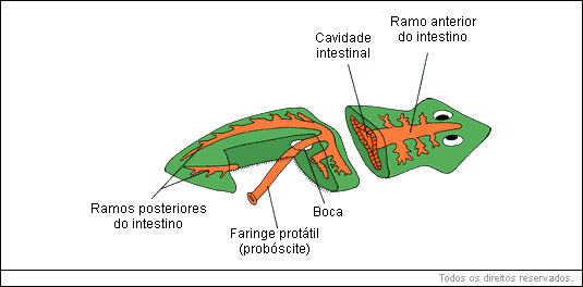 O tubo digestivo é incompleto (ausência de ânus) ou inexistente (parasitas)