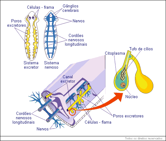 O sistema nervoso apresenta 2 gânglios cerebrais e 2 cordões nervosos longitudinais