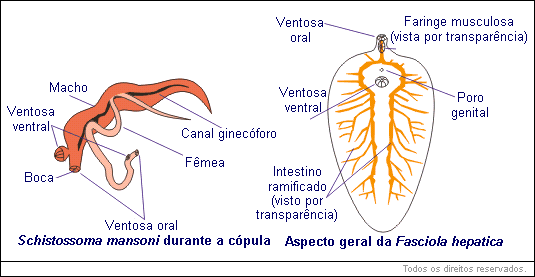 Schistosoma mansoni, Fasciola hepatica