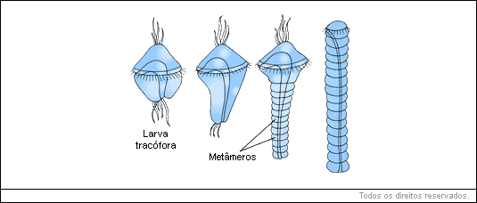 larva ciliada