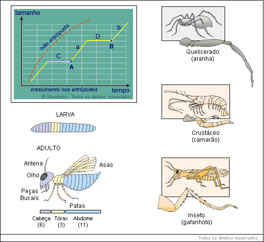 Características comuns aos representantes do filo do Artrópodes