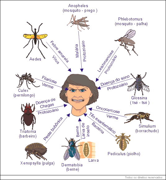 Principais ordens dos insetos