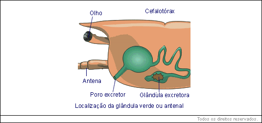 glândulas antenais ou glândulas verdes