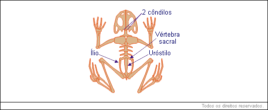 Esqueleto - anfíbio