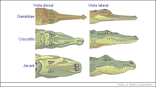 Crocodilianos