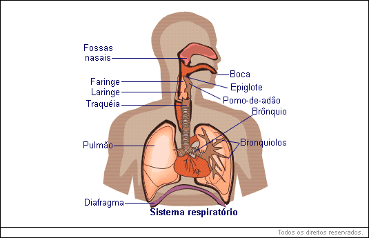sistema respiratório