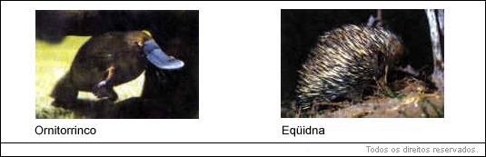 ornitorrinco (bico de pato) e equidna (corpo coberto de espinhos)