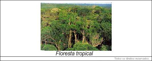 Floresta Tropical