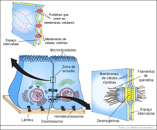 células epiteliais