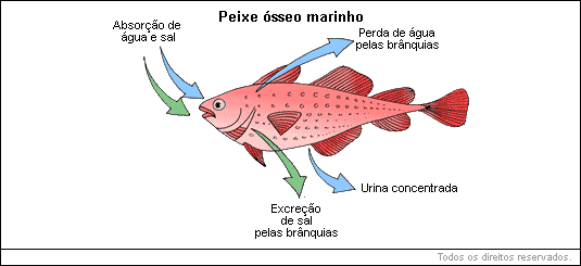 peixes ósseos marinhos