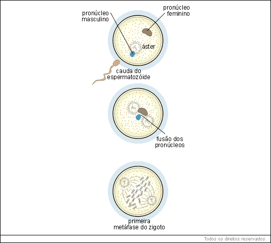 anfimixia ou fusão de dois pró-núcleos