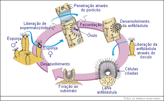 Através do coanócito, o gameta masculino é transportado para o óvulo