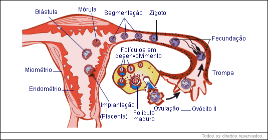 tuba uterina ou trompa de Falópio