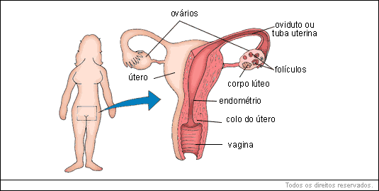 utero - ovários