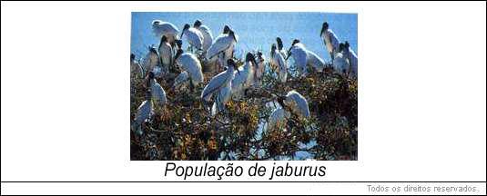 população de jaburus