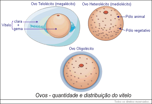 ovos - quantidade e distribuição do vitelo