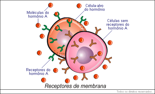 Receptores de membrana