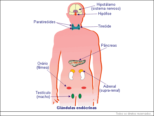 Glândulas endócrinas