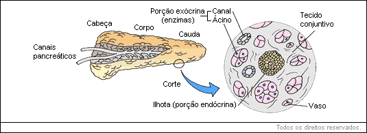 canais pancreáticos