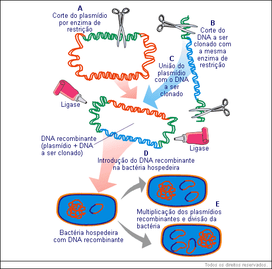 fragmentos de DNA 