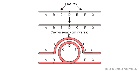 Mutações cromossômicas - inversão