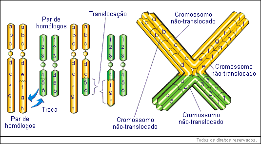 Mutações cromossômicas - translocação