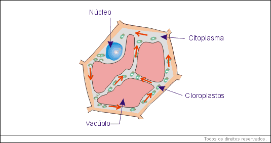 Hialoplasma