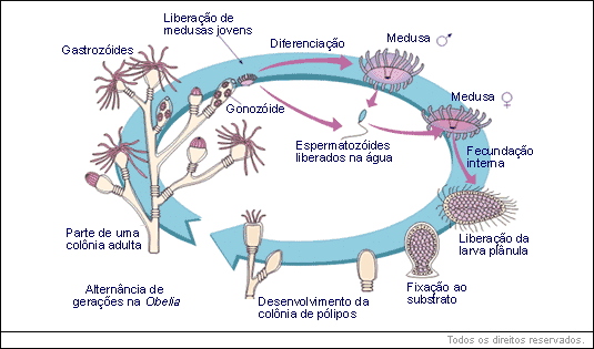 Classe Hidrozoa