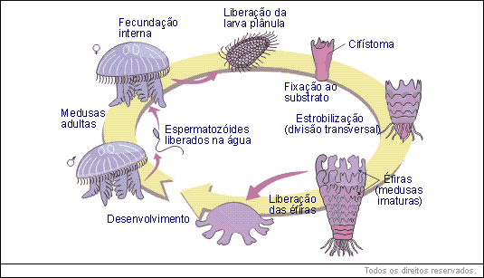 Classe Cifozoa