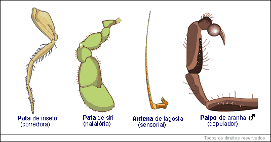 Características dos Artrópodes - Biologia | Educabras
