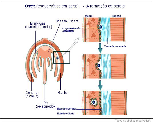 ostra - esquemática em corte - a formação da pérola