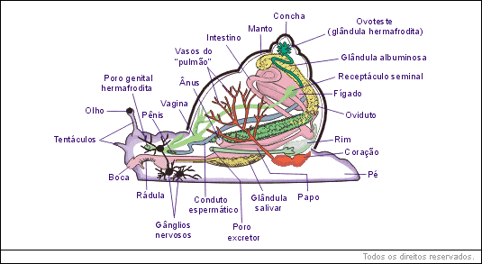 Classe Gastropoda