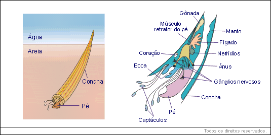 Escafópodes (Dentalium)