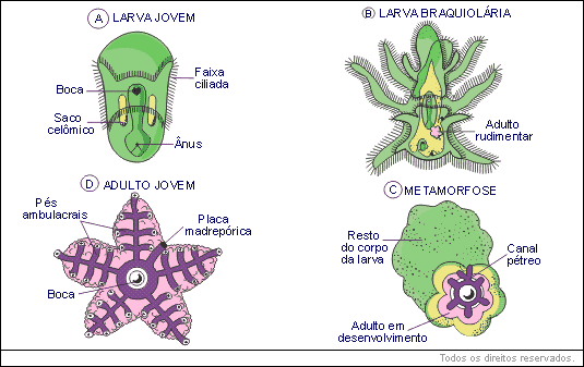 larvas planctônicas