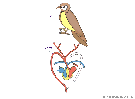 ave - artéria aorta