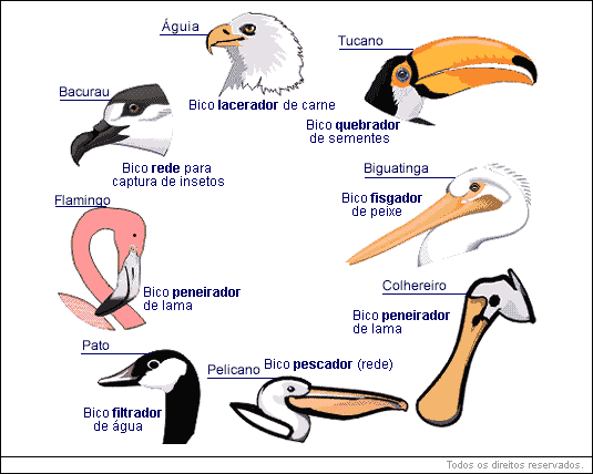 aves carinatas possuem o esterno com uma quilha ou carena