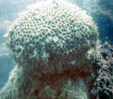 colônias de falsos corais